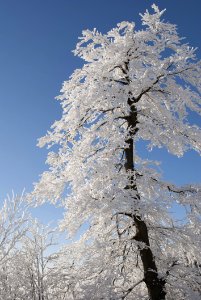 Snow Covered Tree Under Blue Cloudy Sky During Daytime