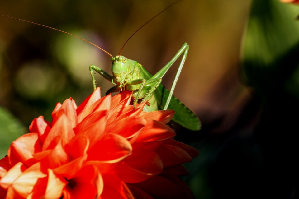 Green Grasshopper On Red Flower During Daytime