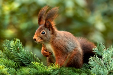 Squirrel In Tree
