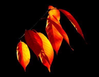 Yellow And Brown Leaved