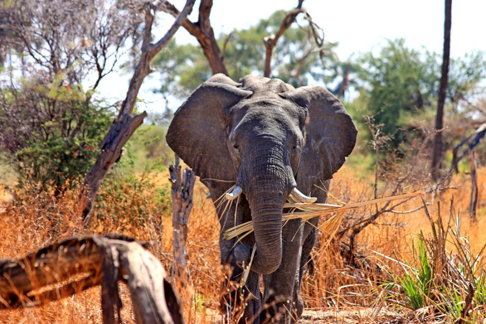 Black Elephant On Brown And Green Grass During Daytime