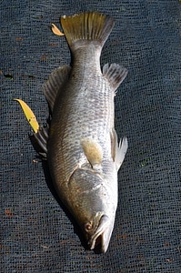 Ocean marine animal
