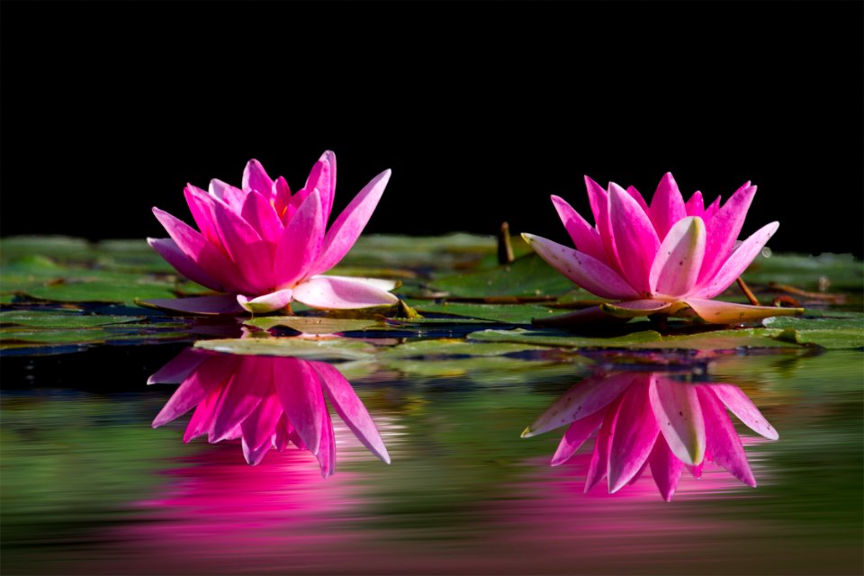 Pink Lily Flowers