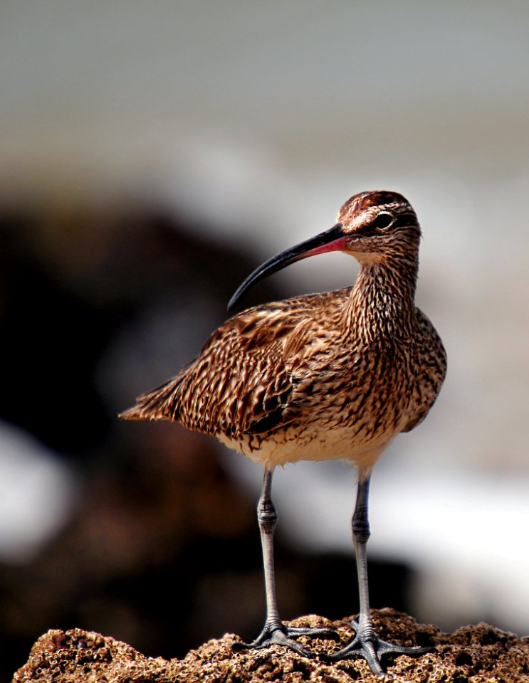 Whimbrel Bird In Senegal