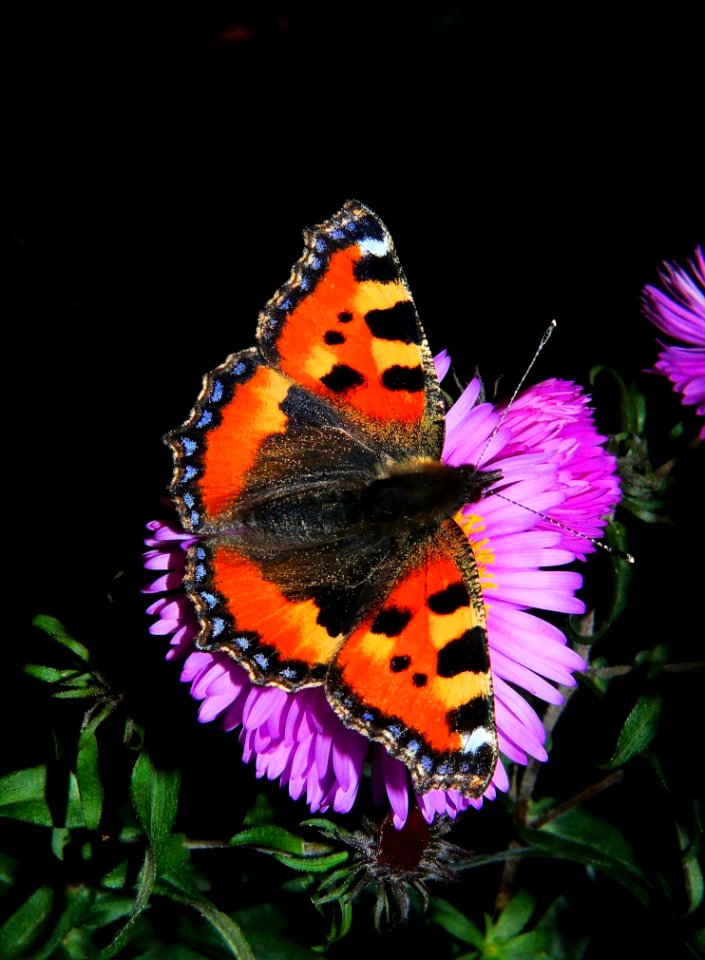 Orange Butterfly On Purple Flower