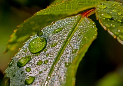 Water Droplets On Green Leaf photo
