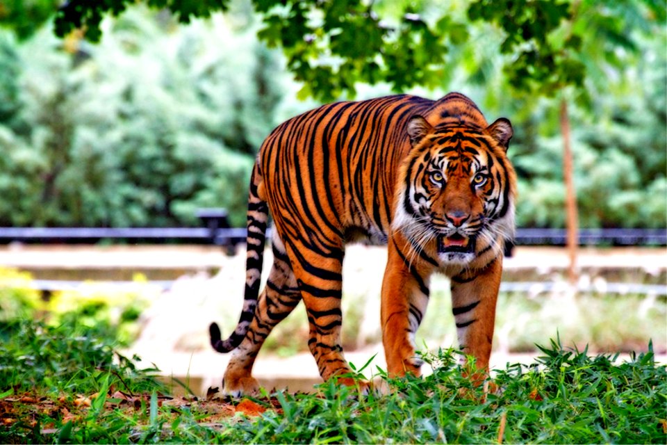 Tiger Above Green Grass During Day Time photo