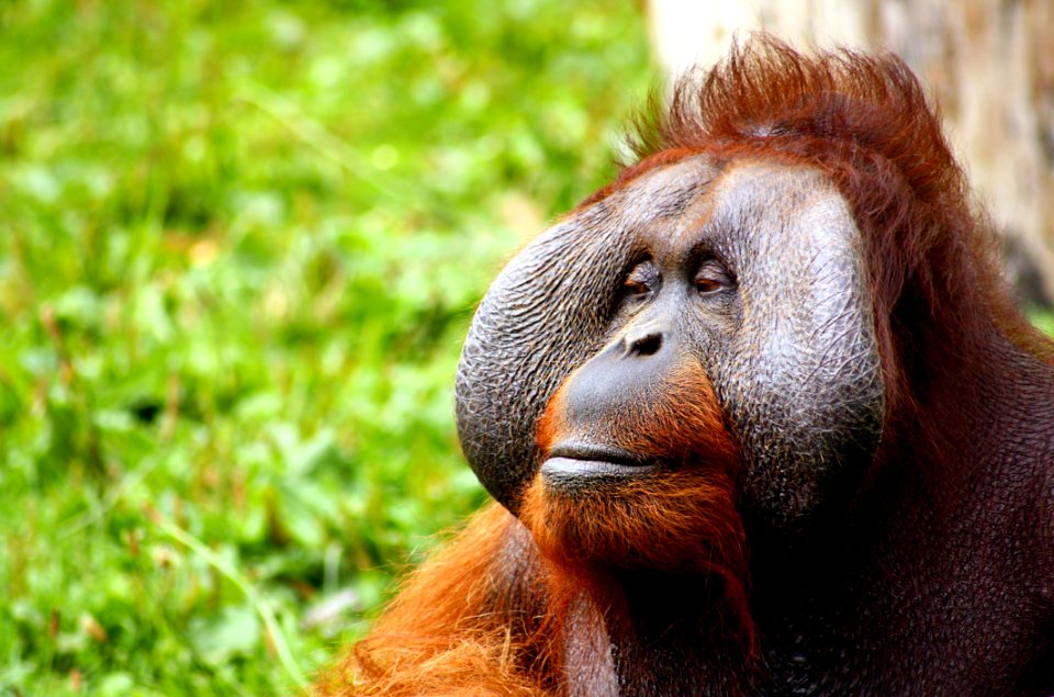 Brown And Orange Monkey