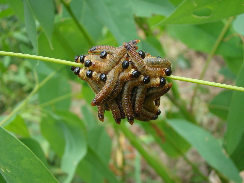 Pest insect wildlife