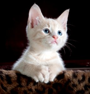White Kitten photo