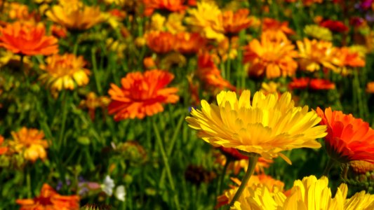 Flower Field photo