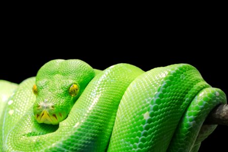 Green Snake photo