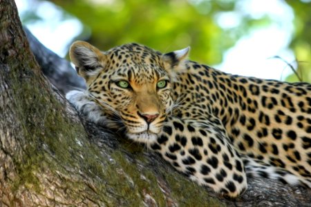 Leopard On Brown Trunk Tree photo