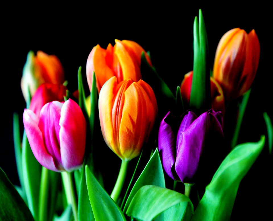 Yellow Pink And Violet Tulips