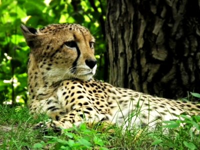 Adult Cheetah In Grass