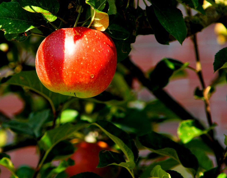 Red Apple On Tree In Tilt Shift Lens