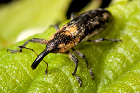 Yellow And Black Insect On Green Leaf photo