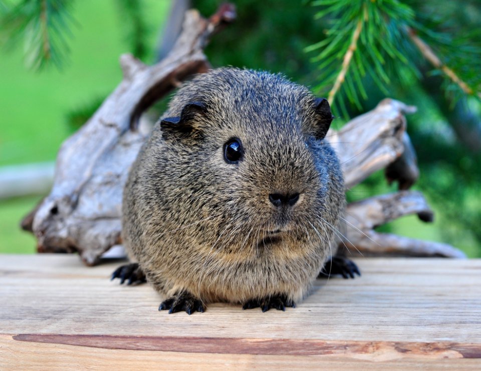 Tan And Black Short Fur Animal