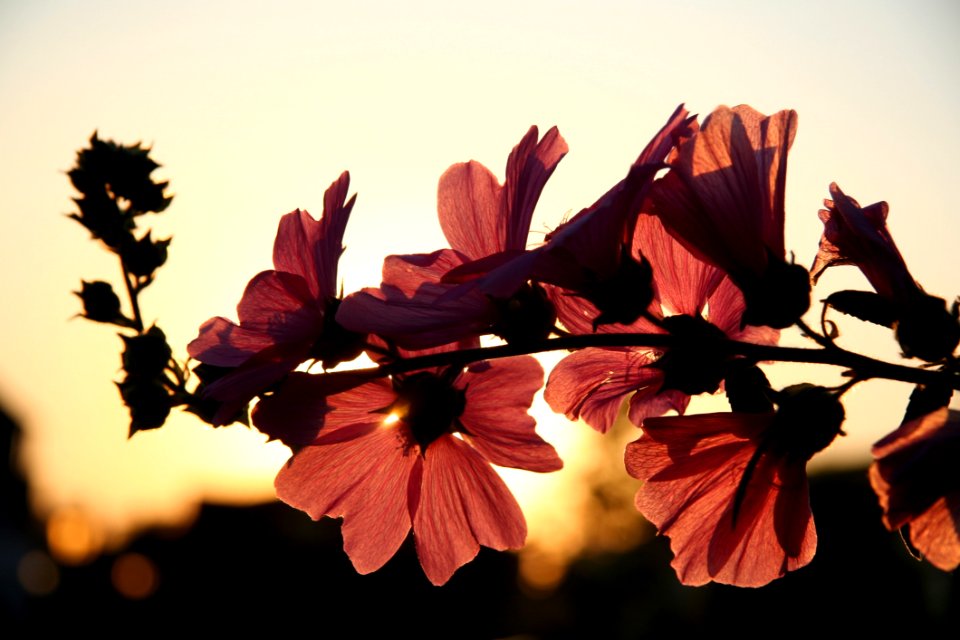 Photo Of Brown Petaled Flower During Daytime