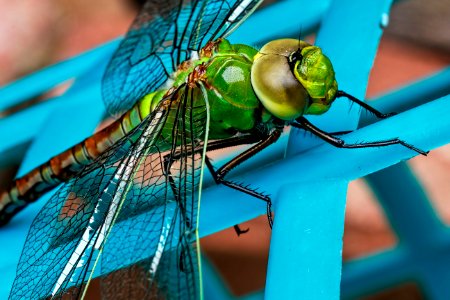 Green Dragonfly