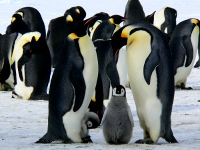 Penguins Standing On The Snow During Daytime photo