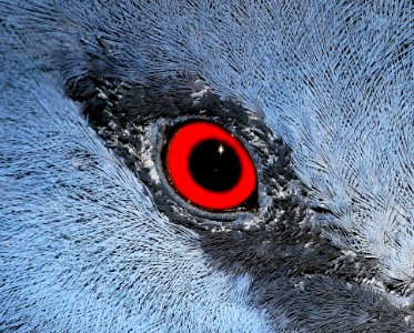 Red And Black Eye