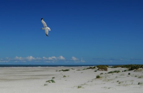 Seagull Above Beach photo