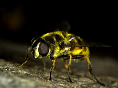 Housefly Close Up photo