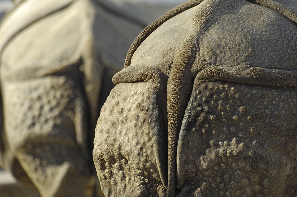 Rump animal pachyderm