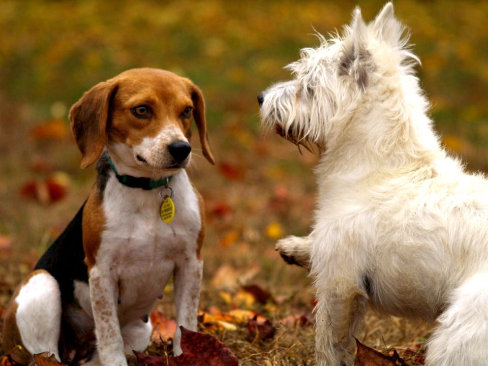 Dogs Playing In Yard