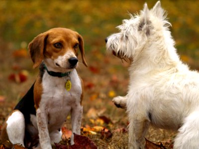 Dogs Playing In Yard