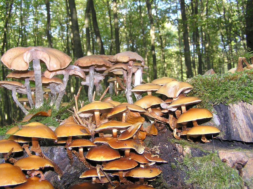 Kuehneromycesessen food edible