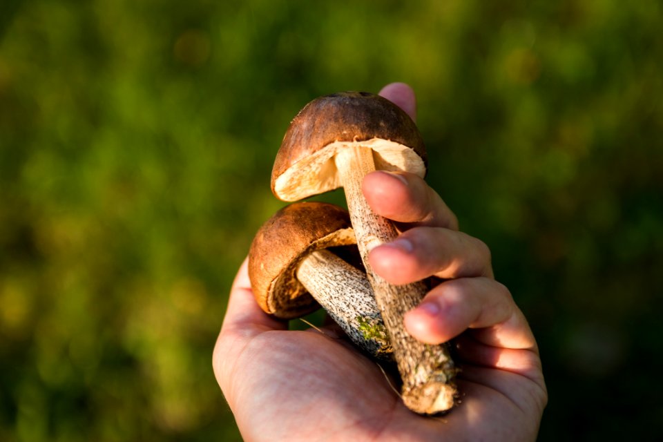 Hand Holding Two Toadstools