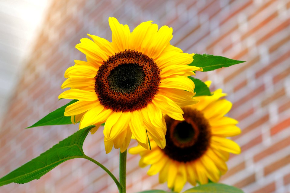 Yellow Sunflower Macro Photographyt