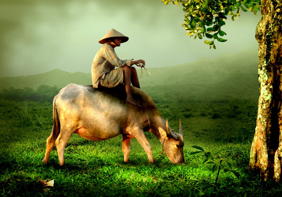 Shepherd Sitting On Back Of Buffalo