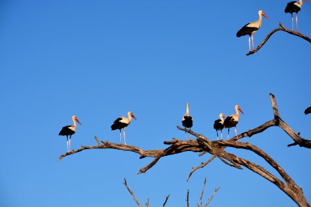 White And Black Long Beaked Birds On Brown Tree Branch photo