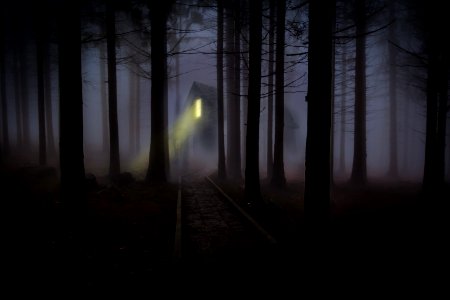 Train Railway On Forest