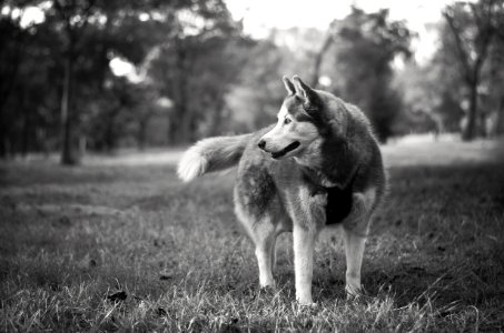 Gray And White Siberian Husky In Grayscale photo