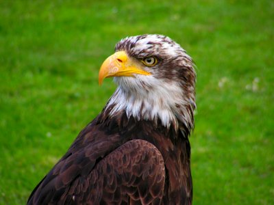 Brown And White Eagle photo
