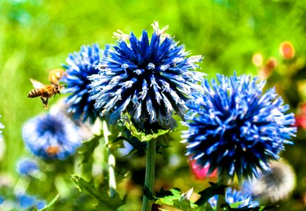 Bee Pollinating Blue Cornflowers