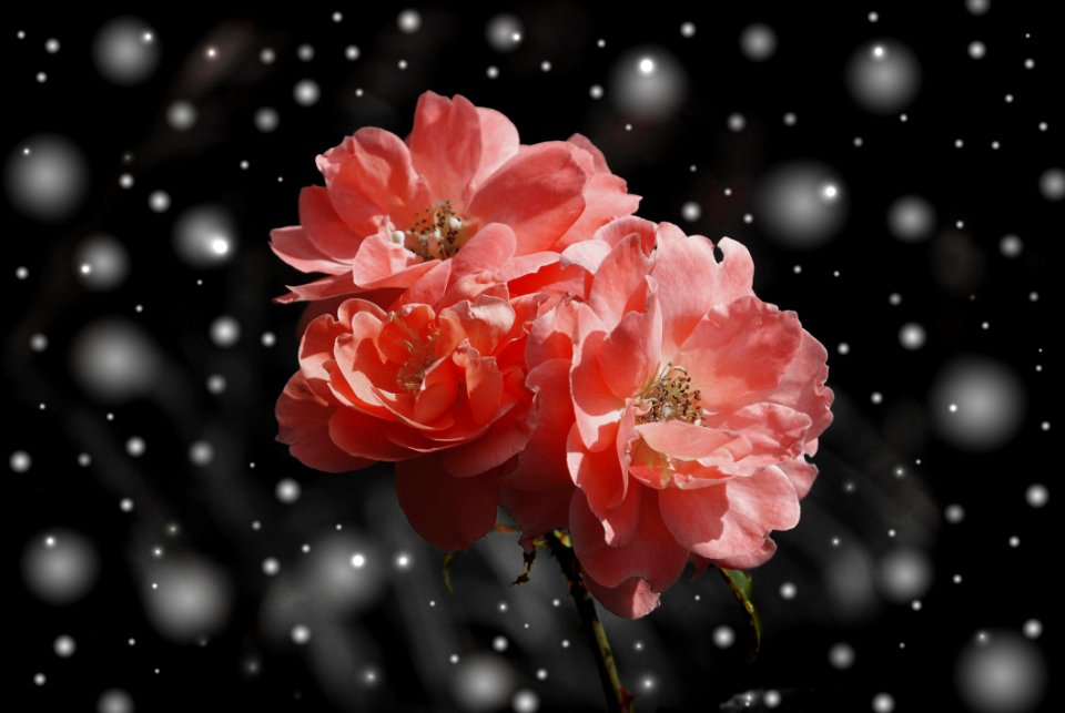 Pink Flowers In Winter Snow
