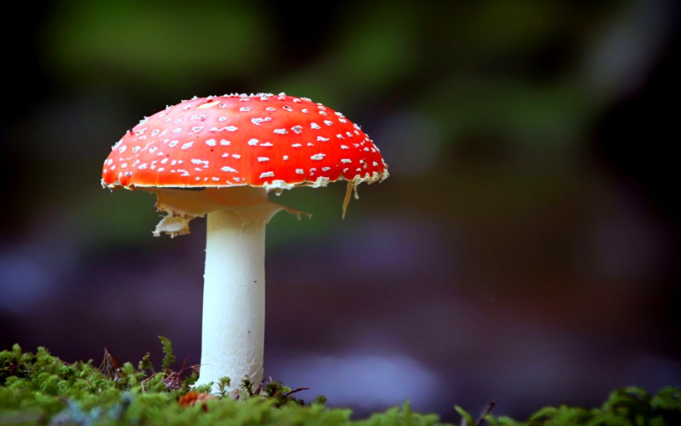 Red And White Mushroom On Green Grass During Daytime photo