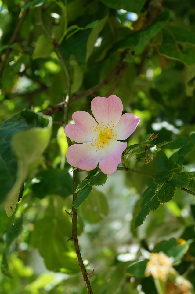 Wild rose close up flower