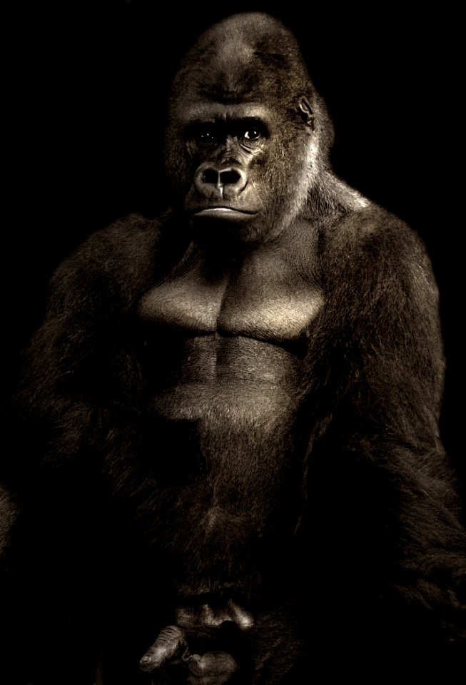 Gorilla