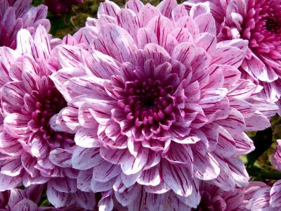 Purple Cluster Petal Flower