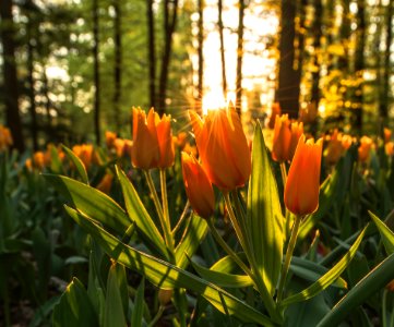 Field Of Orange Flowers