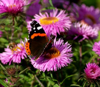 Black Orange White Butterfly On Purple Multi Petal Flower During Daytime