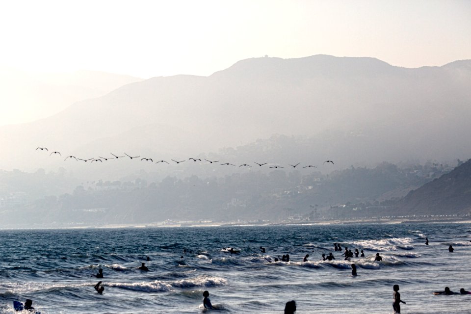 Birds Flying Over Beach