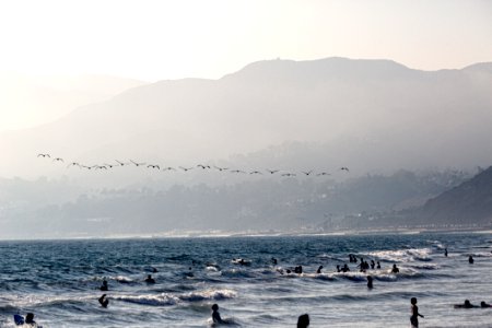 Birds Flying Over Beach