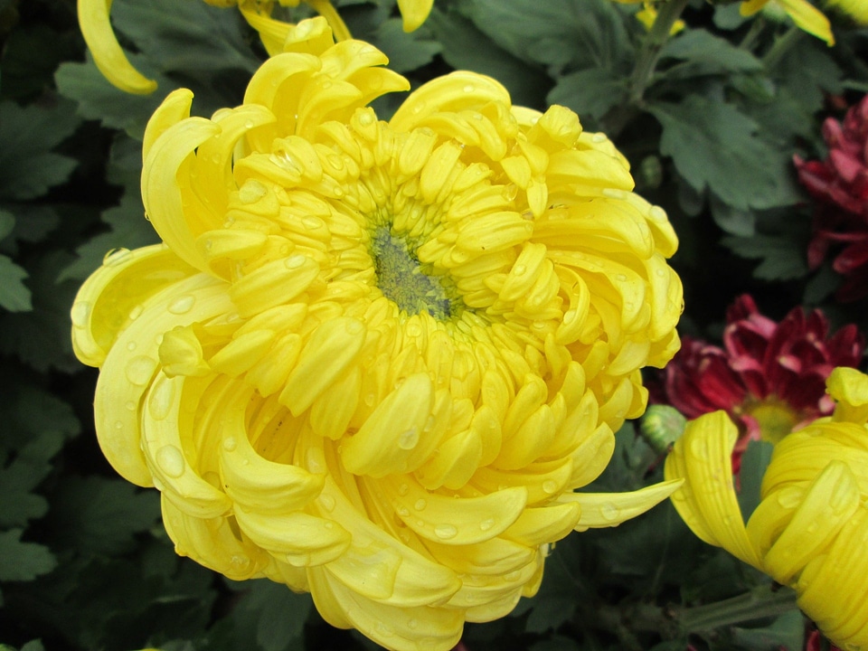 Plant park yellow